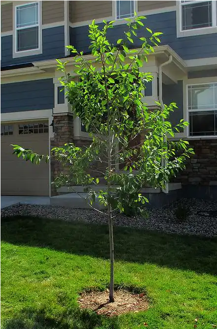 Serviceberry Tree